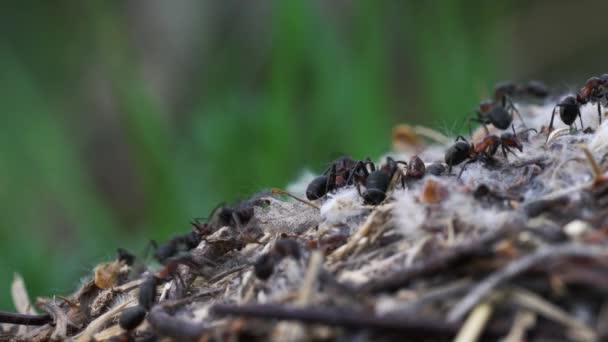 Hormigas Colectiva Construir Hormiguero — Vídeos de Stock