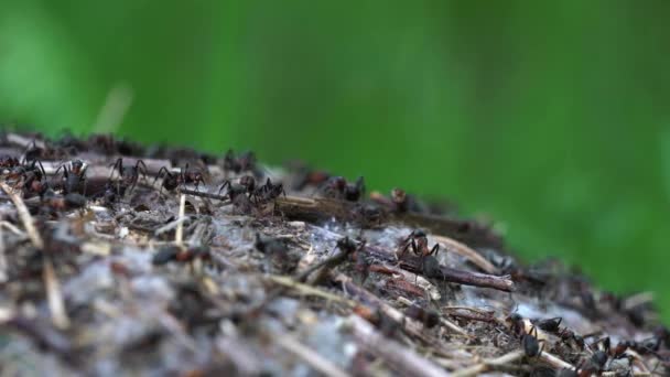 Myror Kollektivt Bygga Myrstacken — Stockvideo