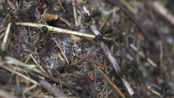 Μυρμήγκια Συλλογική Κατασκευή Μυρμηγκιών — Αρχείο Βίντεο