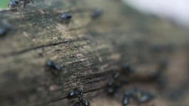 Karıncalar ağaçtan aşağı çok sığ alan derinliğine inerler.