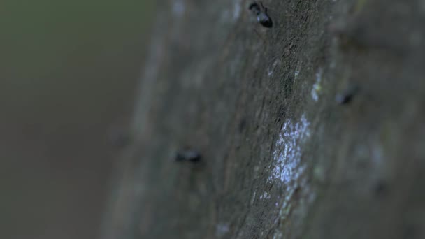 Mrówki Schodzą Drzewie Przez Bardzo Płytkie Pole — Wideo stockowe