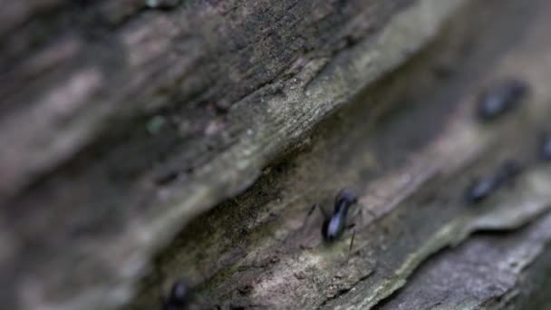 Formigas Descem Árvore Através Profundidade Campo Muito Rasa — Vídeo de Stock