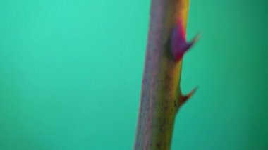 Böğürtlen ağacındaki karıncalar