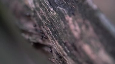 Görevdeki Karıncalar