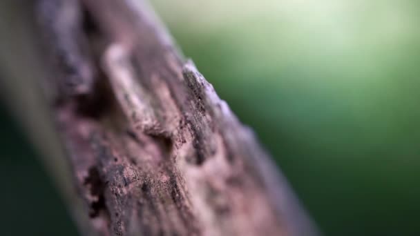Semut Pergi Melalui Saluran Pohon — Stok Video