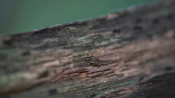 Formigas Passam Por Oco Árvore — Vídeo de Stock