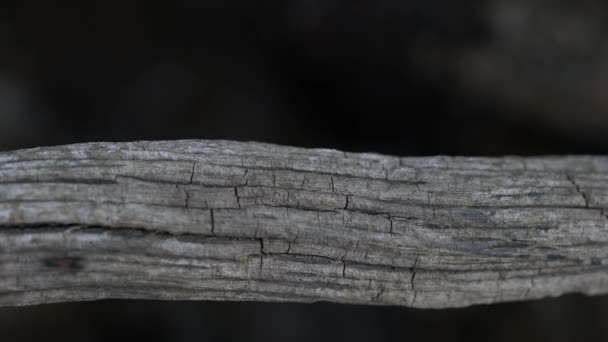 Las Hormigas Van Puente Madera Sobre Agua — Vídeos de Stock