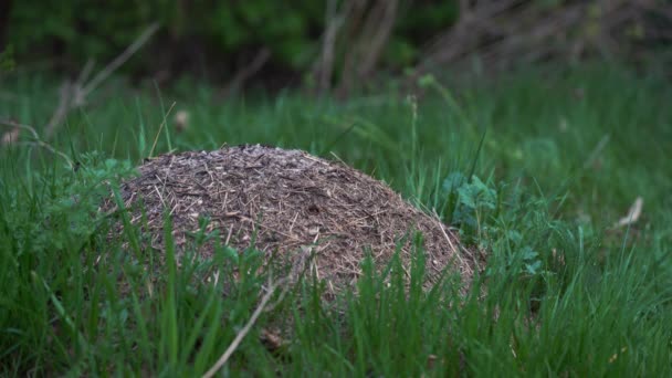 Hombre Agachado Cerca Hormiga Colina Observar Trabajo Las Hormigas — Vídeos de Stock