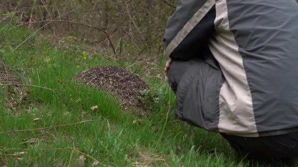 Mens Hurkend Buurt Van Mierenheuvel Observerend Werk Van Mieren — Stockvideo