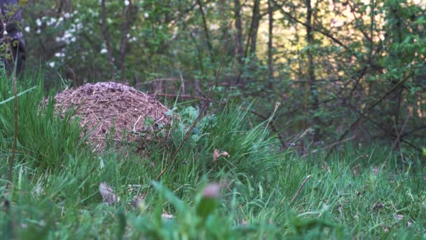 Mann Nähert Sich Ameisenhaufen Bei Bauarbeiten — Stockvideo