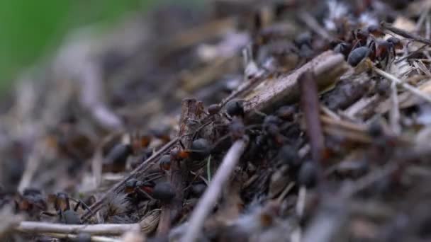 Ants Collective Build Anthill — ストック動画