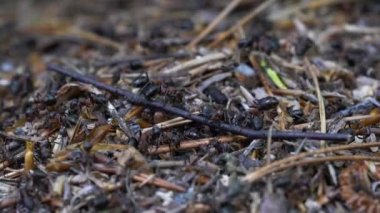 Karıncalar toplu karınca yuvası inşa eder 