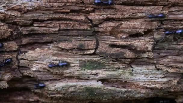 Formigas Ocupadas Atravessa Árvore Velha — Vídeo de Stock