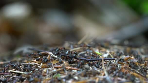 Mieren Collectief Bouwen Mierenhoop — Stockvideo