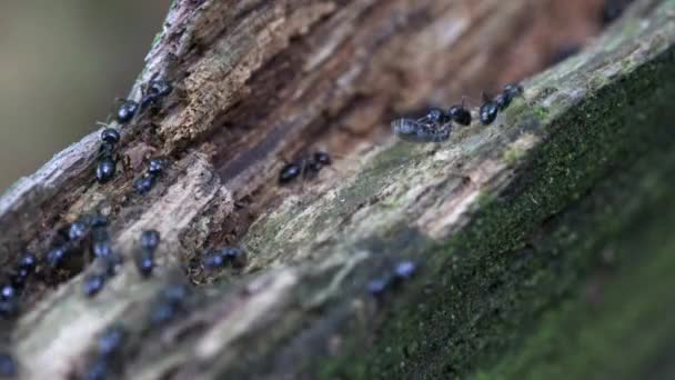 Ameisen Fallen Baum Durch Sehr Geringe Schärfentiefe Hinunter — Stockvideo