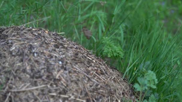 Man Går Nära Myrstacken Bygga — Stockvideo