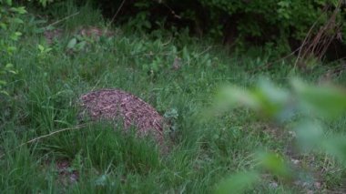 İnsan karınca yuvasına yaklaşır. 