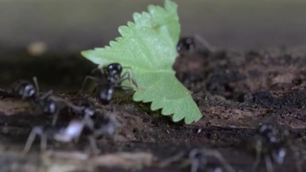 Formigas Carregam Folhas Para Construir Formigueiro — Vídeo de Stock
