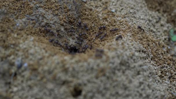 Ξεκινήστε Χτίζετε Μια Τρύπα Που Σκάβει Μυρμήγκια — Αρχείο Βίντεο