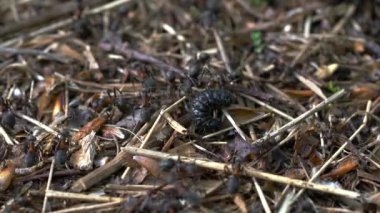 Karıncalar karınca yuvasında büyük siyah larvalara saldırır.