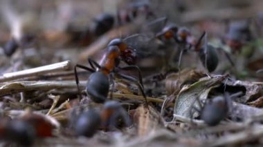 Karıncalar larva kurbanını karınca yuvasına hazırlıyor.