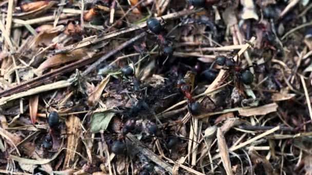 Larven Ameisenhaufen Gesteckt — Stockvideo