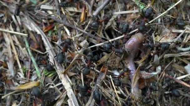 Ameisen Berühren Und Ziehen Mit Kiefer Toten Regenwurm — Stockvideo