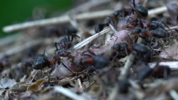 Myror Som Vidrör Och Drar Med Käkarna Döda Daggmaskar — Stockvideo