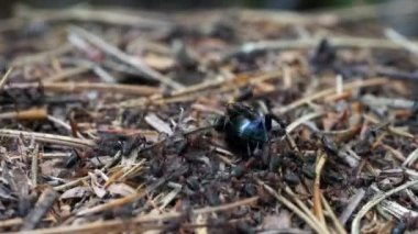 Karıncalar, karınca yuvasında böcek leşi taşırlar.