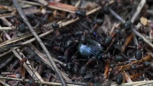Ants Carry Killed Bug Dung Beetle Anthill — Stock video
