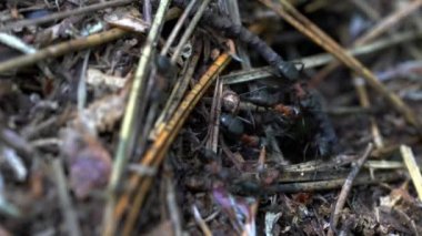 Karıncalar böcek kurbanını karınca yuvasına sokuyor.