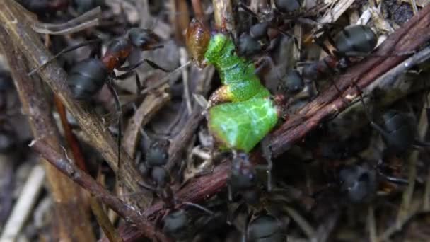 蚂蚁攻击蚁丘上的蝴蝶幼虫 — 图库视频影像