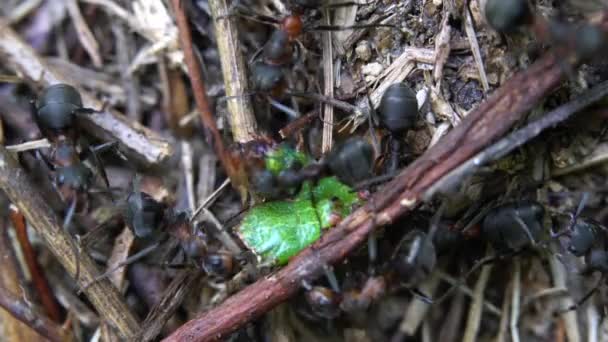 Ameisen Greifen Schmetterlingslarven Auf Ameisenhaufen — Stockvideo