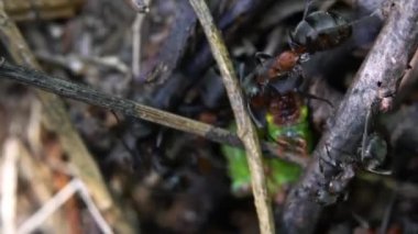 Karıncalar kelebek tırtılının kurbanını karınca yuvasına koyuyor.