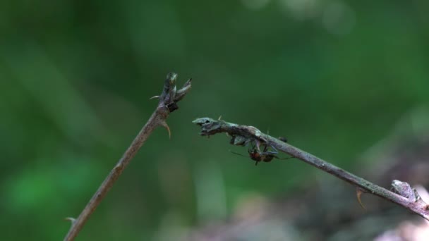 Ant Observation Post Κατά Την Παρακολούθηση — Αρχείο Βίντεο