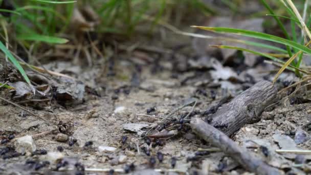 Ants Busily Its Way — Stock Video