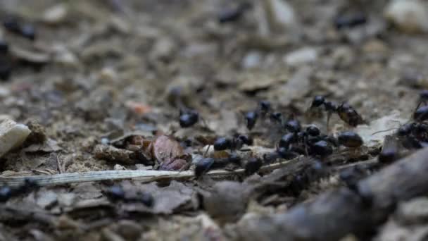 Formigas Ocupadas Seu Caminho — Vídeo de Stock