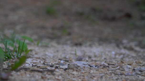 Człowiek Przechodzi Ścieżkę Pomiędzy Mrówkami — Wideo stockowe