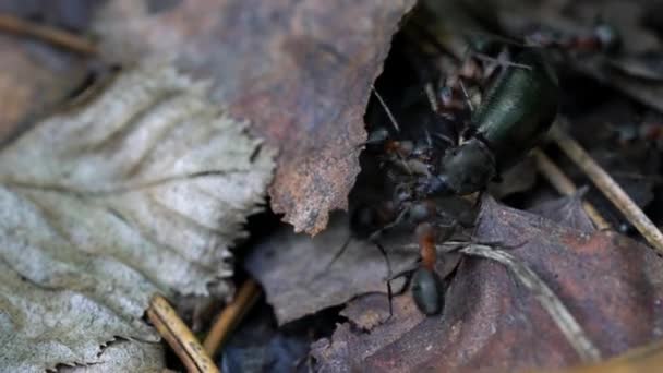 Mravenci Nosí Zabitého Brouka Mraveništi — Stock video