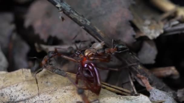 蚂蚁在蚁丘中携带被杀的蜘蛛 — 图库视频影像
