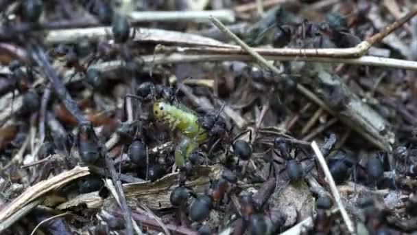 蚂蚁攻击蚁丘上的蝴蝶幼虫 — 图库视频影像