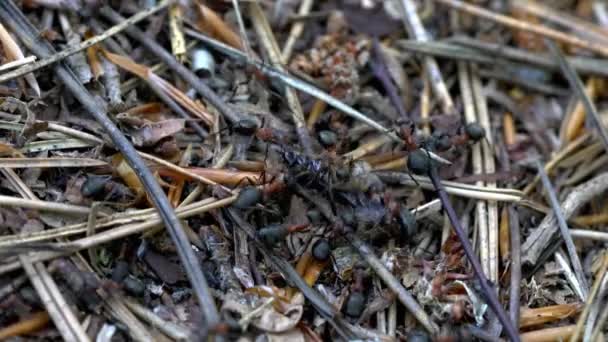 Formiche Portano Insetti Uccisi Nel Formicaio — Video Stock