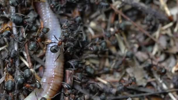 蚂蚁用嘴接触和拉死蚯蚓 — 图库视频影像