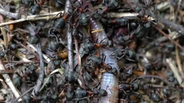 Μυρμήγκια Αγγίζοντας Και Τραβώντας Σαγόνια Νεκρός Γαιοσκώληκας — Αρχείο Βίντεο