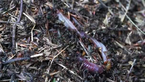 蚂蚁用嘴接触和拉死蚯蚓 — 图库视频影像