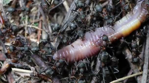 Mieren Raken Trekken Met Kaken Dode Regenworm — Stockvideo
