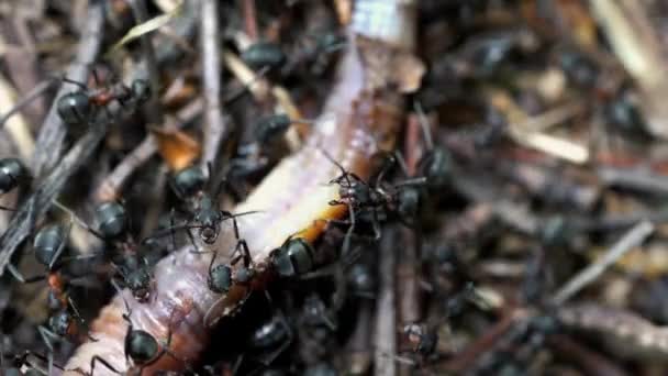 Hormigas Tocando Tirando Con Mandíbulas Lombriz Muerta — Vídeos de Stock