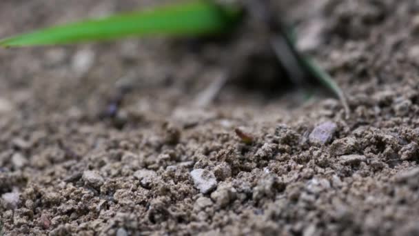 Baubeginn Für Ameisenhaufen Graben Boden — Stockvideo