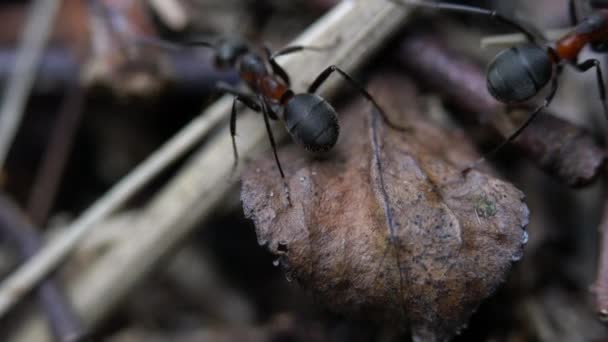 Ant Nese Strom Pro Stavbu Mraveniště Velmi Zblízka — Stock video