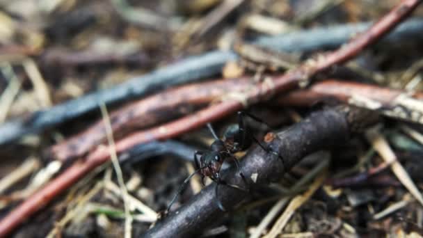 개미가 개미를 조종하는 개미집 — 비디오